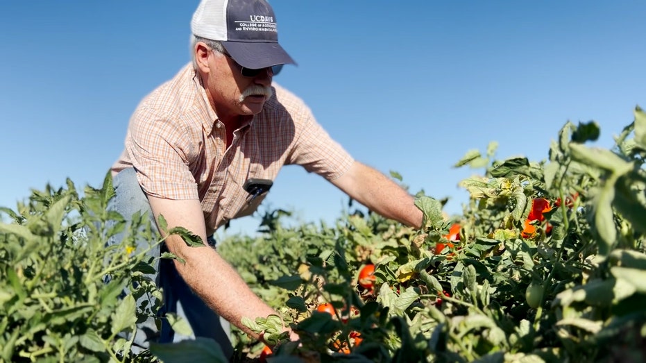 California farmer picks tomatoes, warns of shortages