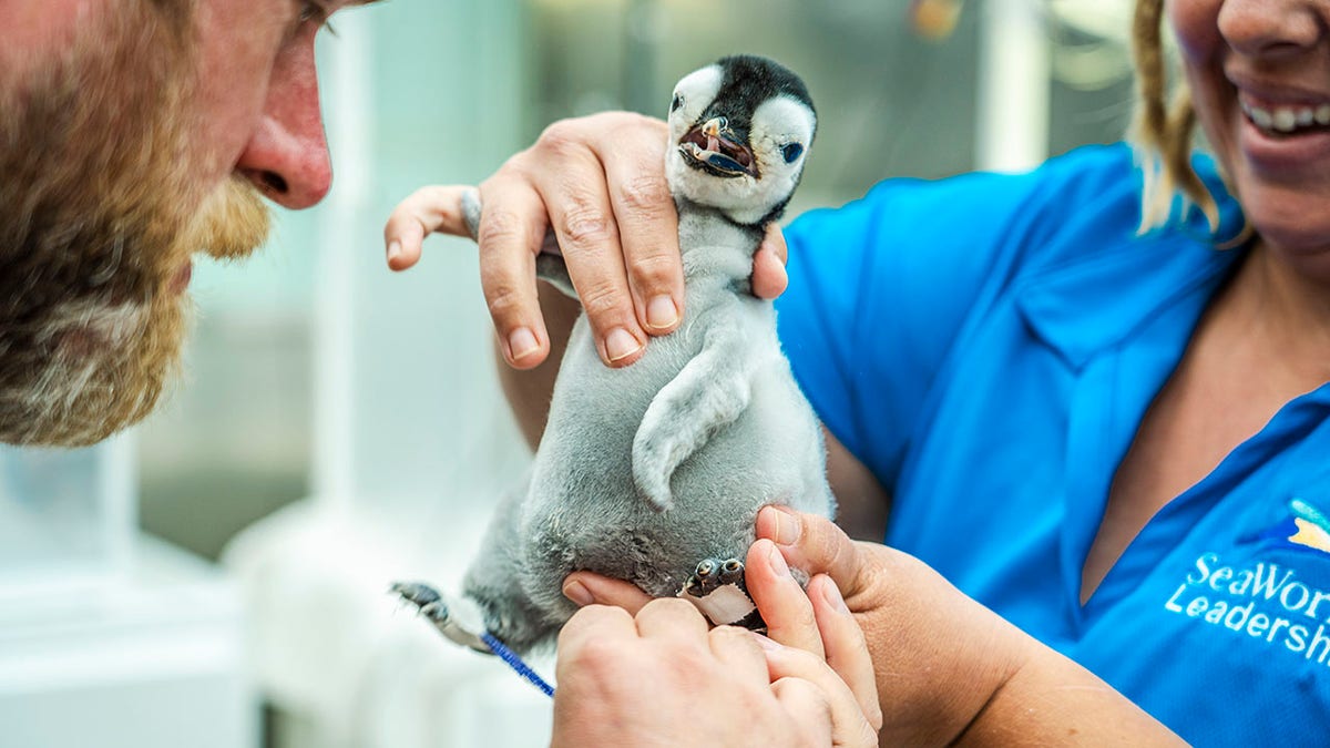 man looking at baby penguin being held by another person